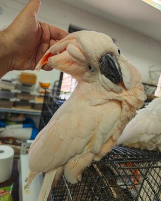 Cacatua Mollucche pet o coppia