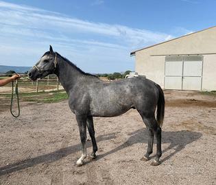 Cavallo angloarabo