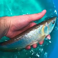 Arowana silver 40cm +
