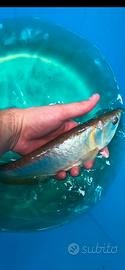 Arowana silver 40cm +