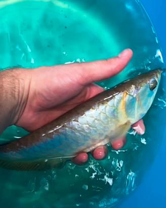 Arowana silver 40cm +