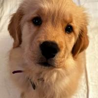 Cuccioli Golden Retriever alta genealogia