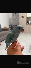 Animali