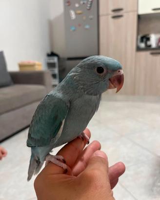 Animali