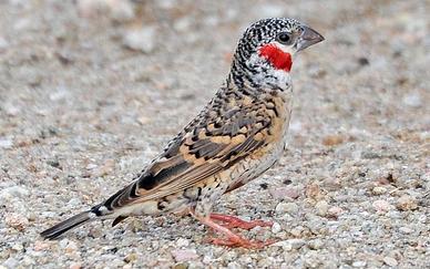 Uccellino esotico africano Gola Tagliata