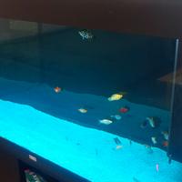 Acquario Rio 300 juwel