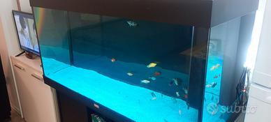 Acquario Rio 300 juwel