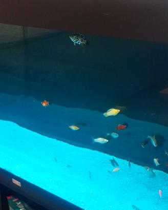 Acquario Rio 300 juwel