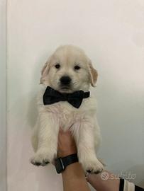 Cuccioli di Golden