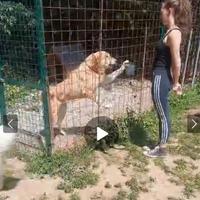 Pastore asia centrale guardia e difesa