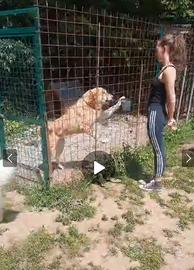 Pastore asia centrale guardia e difesa