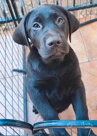 Maschietto labrador cioccolato