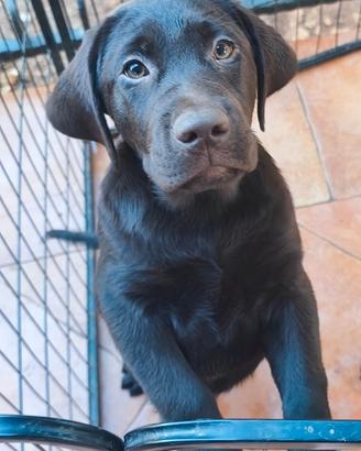 Maschietto labrador cioccolato