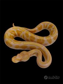 0.1 Pitone reale Albino Black Pastel Enchi