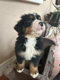 Bovaro del bernese cucciolo