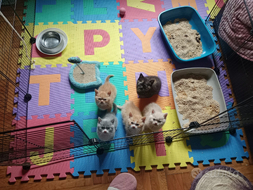 Gattini British Short Hair