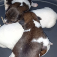 Cuccioli di jackrussell