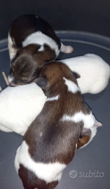Cuccioli di jackrussell