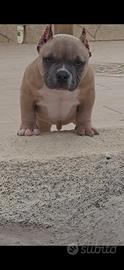 American bully pocket