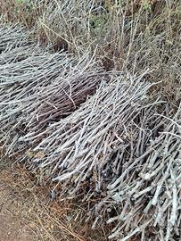 agricoltura