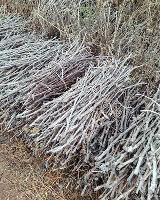 agricoltura