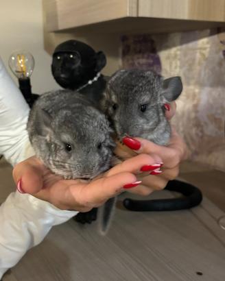 Cincillà cuccioli