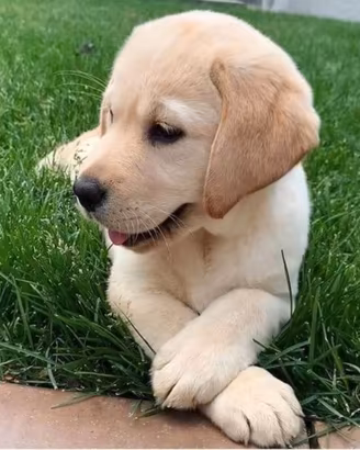 Cuccioli di mix labrador