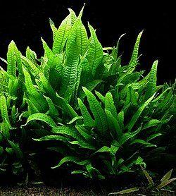 Pianta acquario Microsorum
