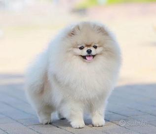 Pomerania TOY ACCOPPIAMENTO/MONTA Volpino spitz