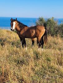 Cavallo paint x quarter