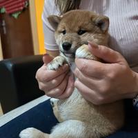 Cucciola Shiba inu con pedigree enci