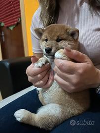 Cucciola Shiba inu con pedigree enci