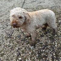 Lagotto
