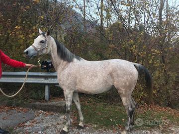 Purosangue araba del 2013