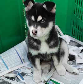 Siberian Husky Femmina