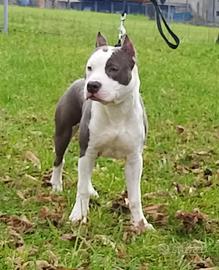 Amstaff per monta