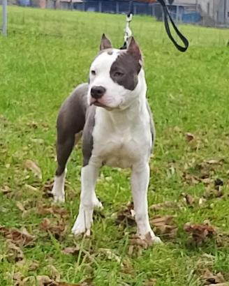 Amstaff per monta
