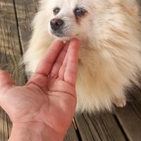 Cani spritz pomerania