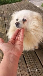 Cani spritz pomerania