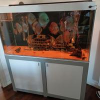 Discus e acquario