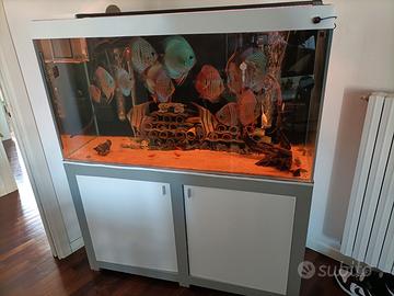 Discus e acquario