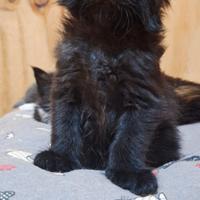 Cuccioli Maine Coon con Pedigree