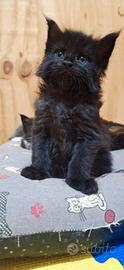 Cuccioli Maine Coon con Pedigree