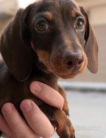 Cucciolo di bassotto con pedigree ENCI