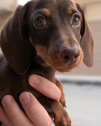 Cucciolo di bassotto con pedigree ENCI