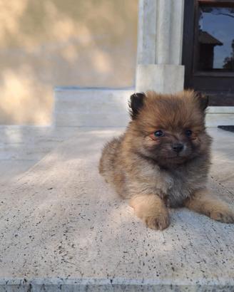 Cuccioli di volpino