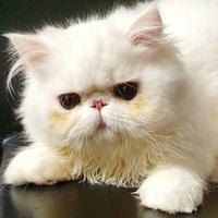 Splendido gatto persiano ipertipico maschio