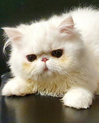 Splendido gatto persiano ipertipico maschio