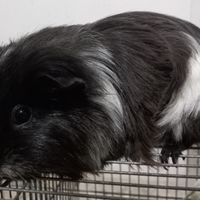 Porcellino d'india/cavia