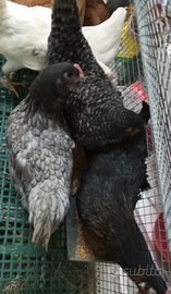 Galline ovaiole pesanti mix colori
